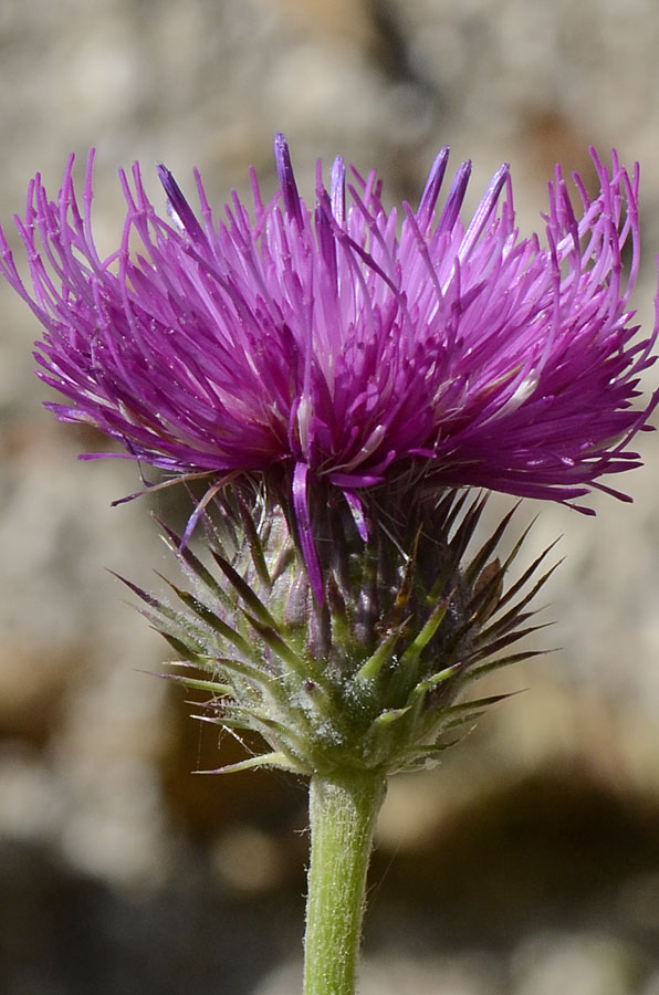 Carduus defloratus subsp. sumanus. (=crassifolius) / Cardo del Trentino